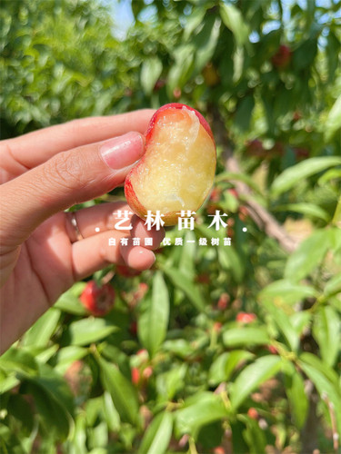 5月成熟特早熟珍珠油蟠桃苗嫁接迷你小油蟠树苗盆栽种植地栽果苗 - 图0