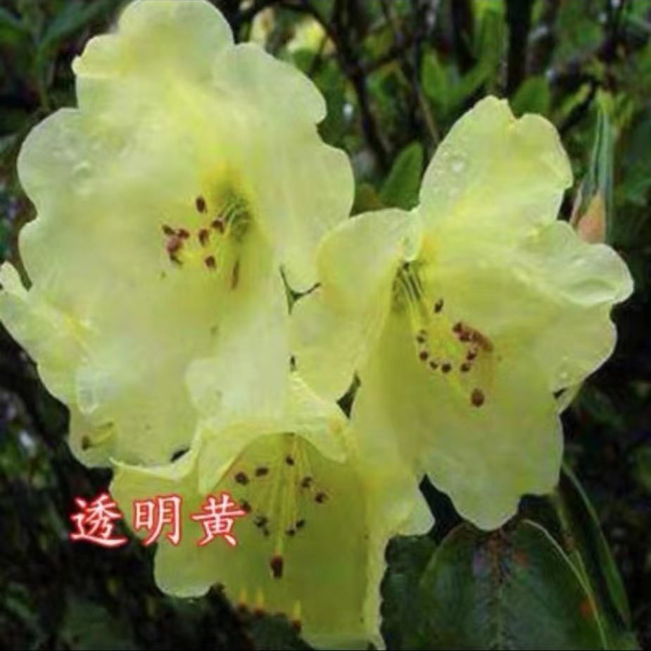 蒜香藤花苗紫铃藤本花卉四季开花攀援阳台盆栽庭院爬藤植物驱蚊虫 - 图0