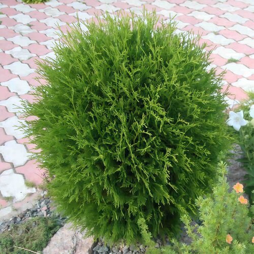 洒金柏球树苗庭院行道绿篱绿化苗木洒金柏苗撒金柏树苗柏松柏小苗 - 图0