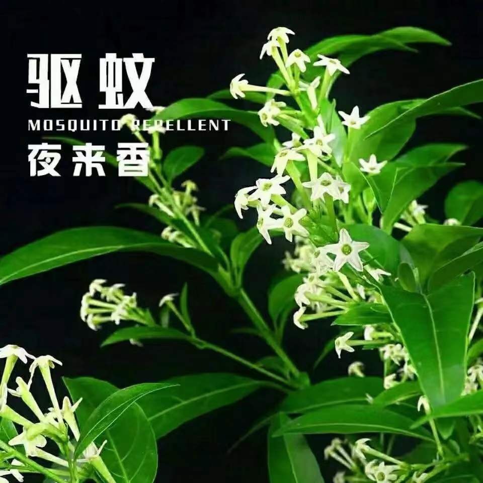 夜来香花树苗夜来香盆栽花卉植物室内驱蚊花苗浓香夜来香四季开花 - 图1