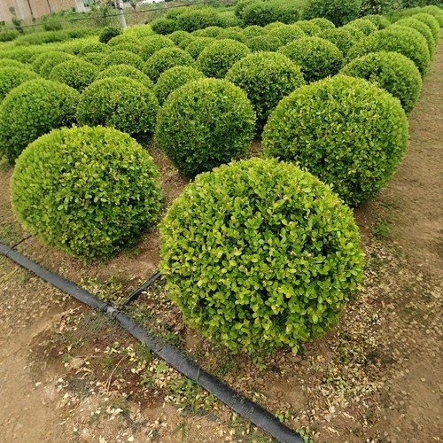 小叶黄杨球瓜子黄杨四季常青别墅地栽庭院花坛耐寒绿化植物篱笆墙 - 图0