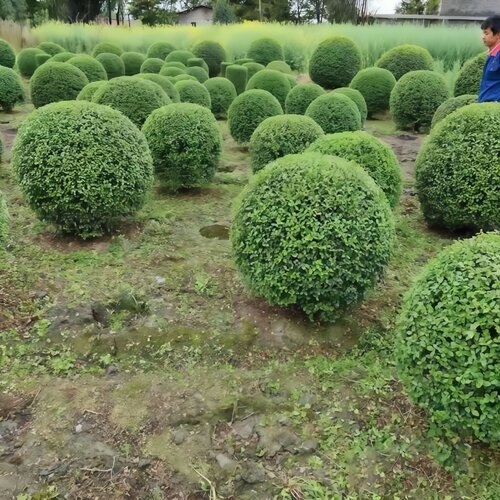 小叶女贞球独杆棒棒糖亮晶女贞耐寒庭院地栽别墅四季常青绿篱笆墙 - 图1
