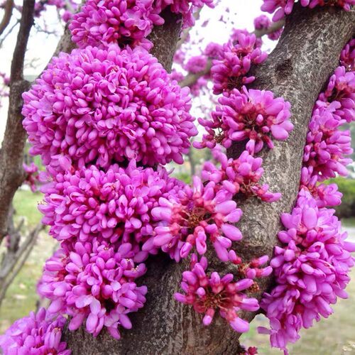 紫荆花树苗四季室外庭院开花紫荆树苗耐寒绿化工程苗南北方种植 - 图0