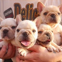 Farou Puppies Pure Breed French Bulldog Puppies Bulldog Cream Faro Blue Farhopper Small And Medium Pet Dogs