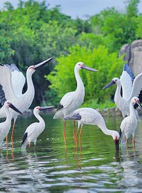仿真白鹭雕塑户外装饰动物摆件园林水池景观玻璃钢仙鹤白鹤鸟模型