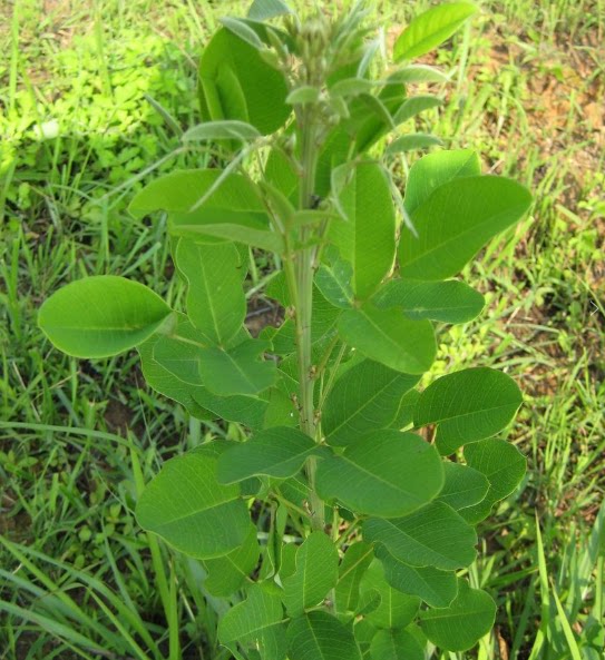 长镰草种子 响铃草种子墓地草坪种子 耐旱耐贫瘠四季青草籽坟头草