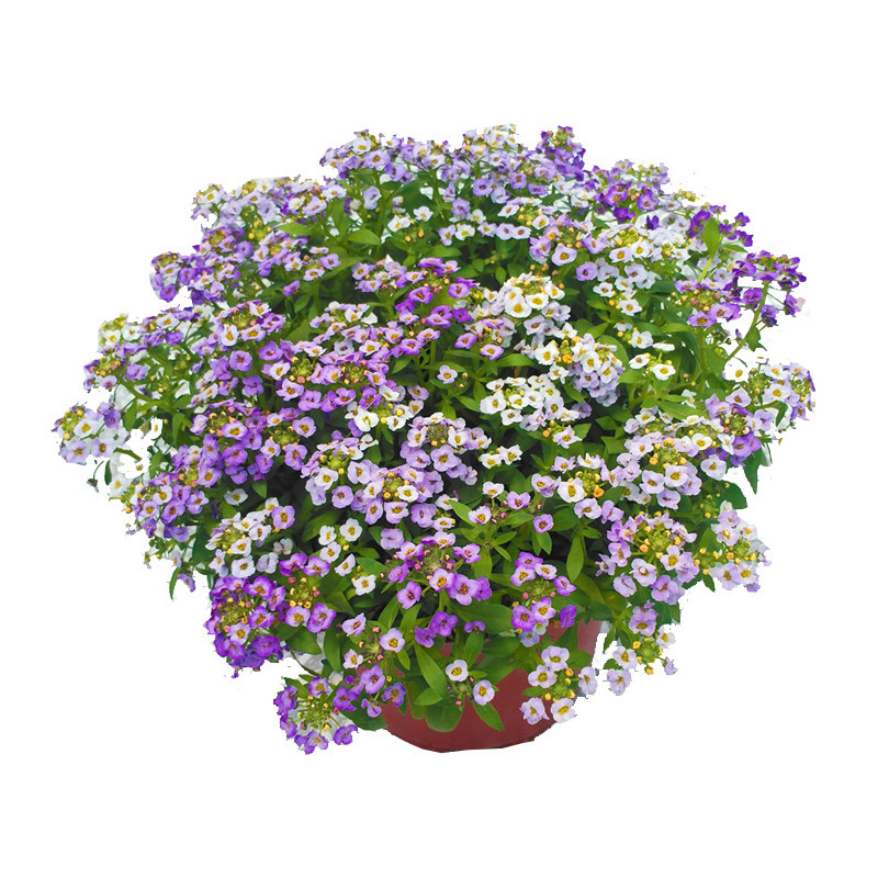 香雪球种子玉蝶球芳香庭芥花籽多年生花坛室内外阳台盆栽春秋季播,淘宝优惠券,粉丝福利购,淘宝优惠卷