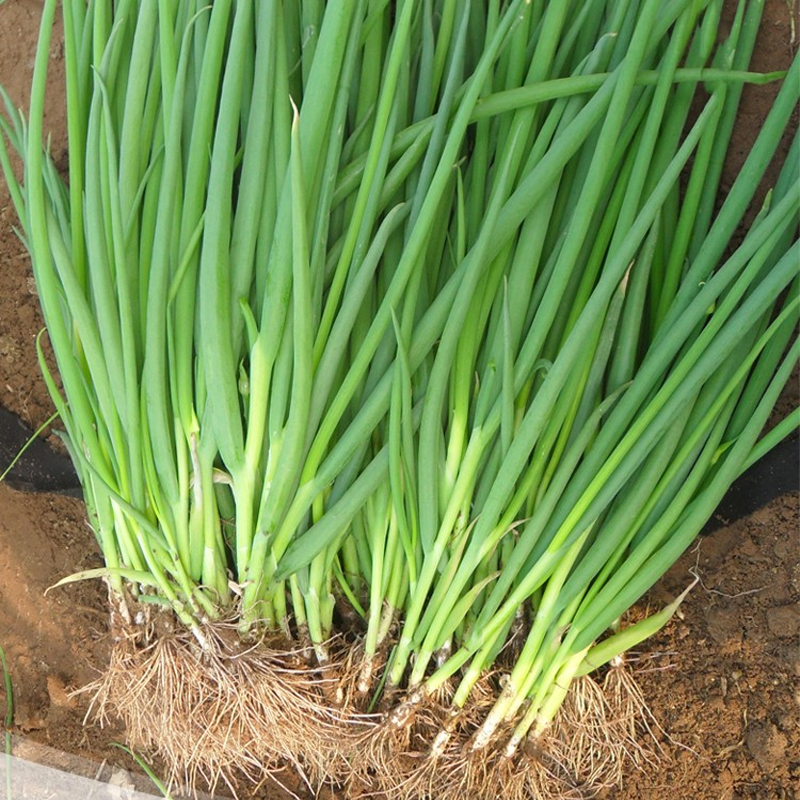 买2送1/蔬菜种子四季播种阳台农家盆栽香菜黄瓜番茄豆角辣椒籽孑-图2