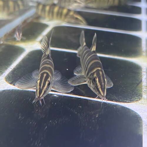 壮体沙鳅原生冷水清洁鱼溪流翻沙龙丁鱼缸底层鱼吃残渣鱼粪工具鱼 - 图1