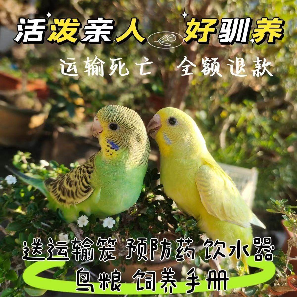 虎皮鹦鹉活鸟中小型会说话的宠物鸟活物手养玄凤幼鸟小鸟活体鸟笼,淘宝优惠券,粉丝福利购,淘宝优惠卷