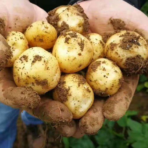 沙地正宗黄皮土豆农家自种黄心马铃薯新鲜现挖洋芋5斤9斤整箱 - 图2