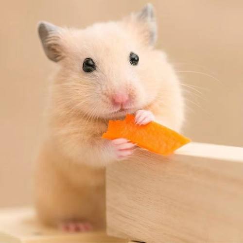 宠物金丝熊巨型活体仓鼠活物虎纹熊奶牛熊鼠宝宝学生宠物 - 图0