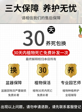 速发系办公室好物压脑书桌面装礼小摆件家居饰品生日解电饰物生
