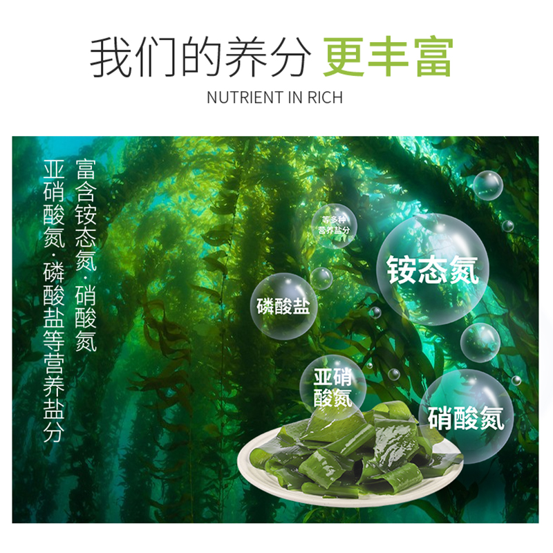 海乡集！！裙带菜干50g