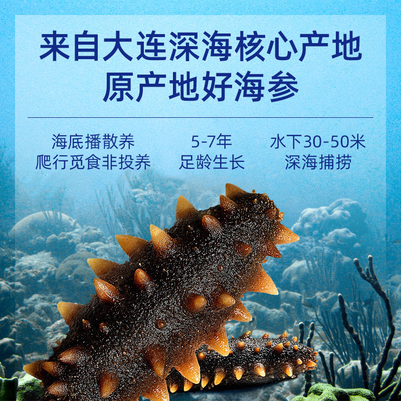 海乡集海参即食海参刺参大连鲜活海生辽参刺参