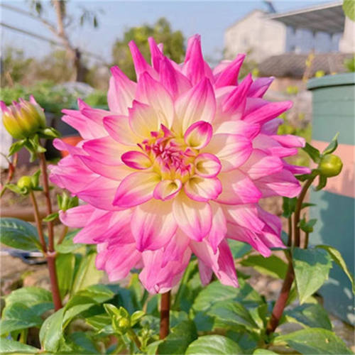 买2送1重瓣大丽花种球根茎盆栽地栽庭院阳台四季多年生花卉地瓜花 - 图1