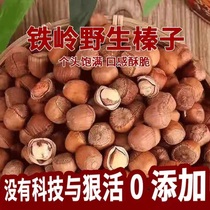 New Cargo Northeast Wild Little Hazelnut Fresh Thin Leather Hand Pat Iron Keling Special Produce Snack Nuts Fried Goods Wholesale Price