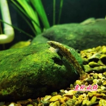 Cold water scavenger native fish suction loach rock tassel karygin carp special clean fish tool fish to mix