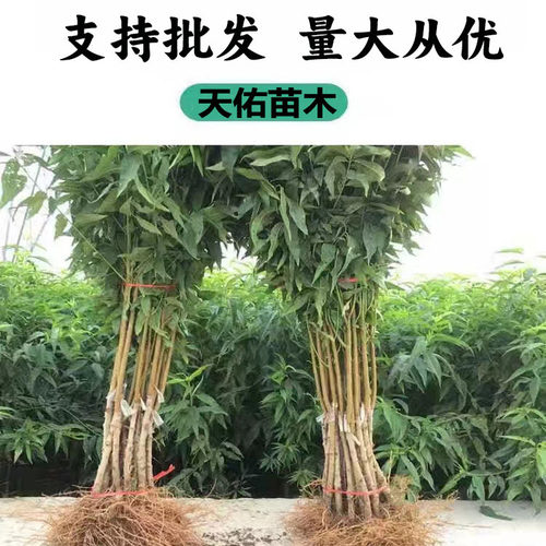 正宗血桃皇后树苗果树嫁接苗早熟南北方种植盆栽地栽嫁接当年结果 - 图1