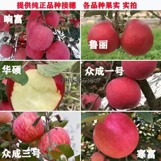 苹果嫁接枝条红富士穗条烟富8号10苹果枝条接穗鲁丽秦冠芽点 - 图2