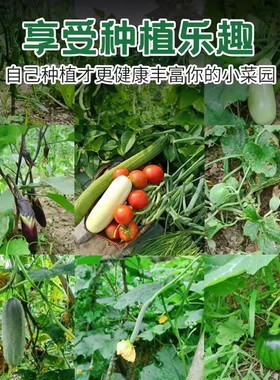 各种蔬菜香芝都四季种子