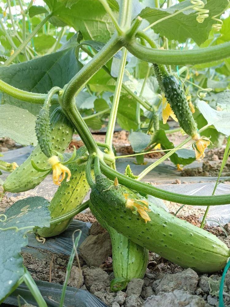 蔬菜种子草莓籽辣椒菜种籽大全春季菜籽四季阳台盆栽种孑韭菜香菜 - 图0