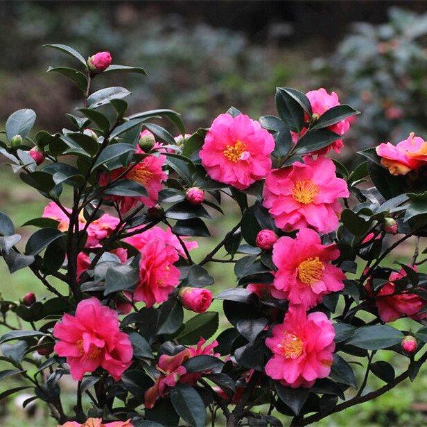 茶梅花苗 树苗茶梅球 茶花盆栽盆景冬茶梅四季常青带花苞庭院 - 图0