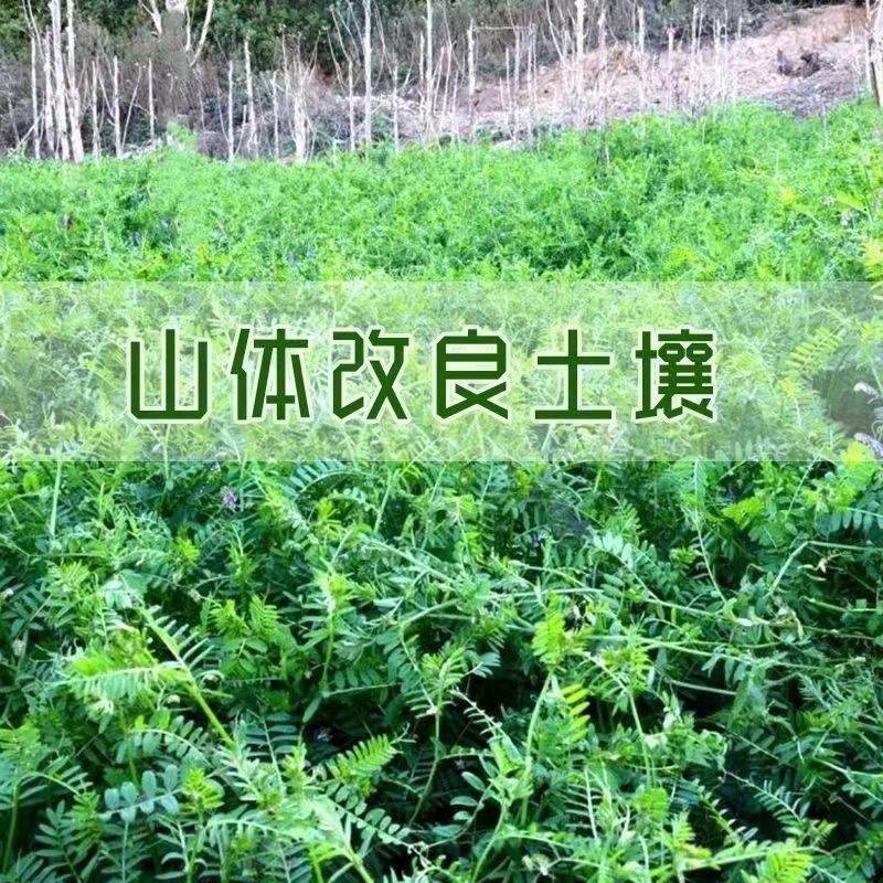 光叶绿肥紫花果园种子苕长柔毛野豌豆养蜂蜜源植物草籽 - 图1