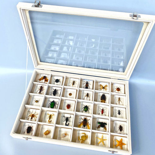 琥珀昆虫标本吊坠制作盲盒树脂胶摆件小学生儿童课本教学科普道具