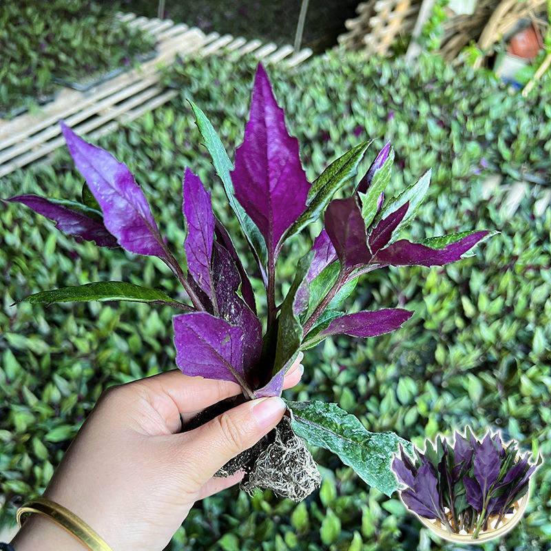 紫背天葵苗补血菜血皮菜四季盆栽阳台红凤菜苗观音菜苗紫背菜种苗