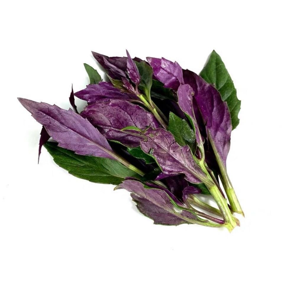 紫背天葵苗补血菜血皮菜四季盆栽阳台红凤菜苗观音菜苗紫背菜种苗