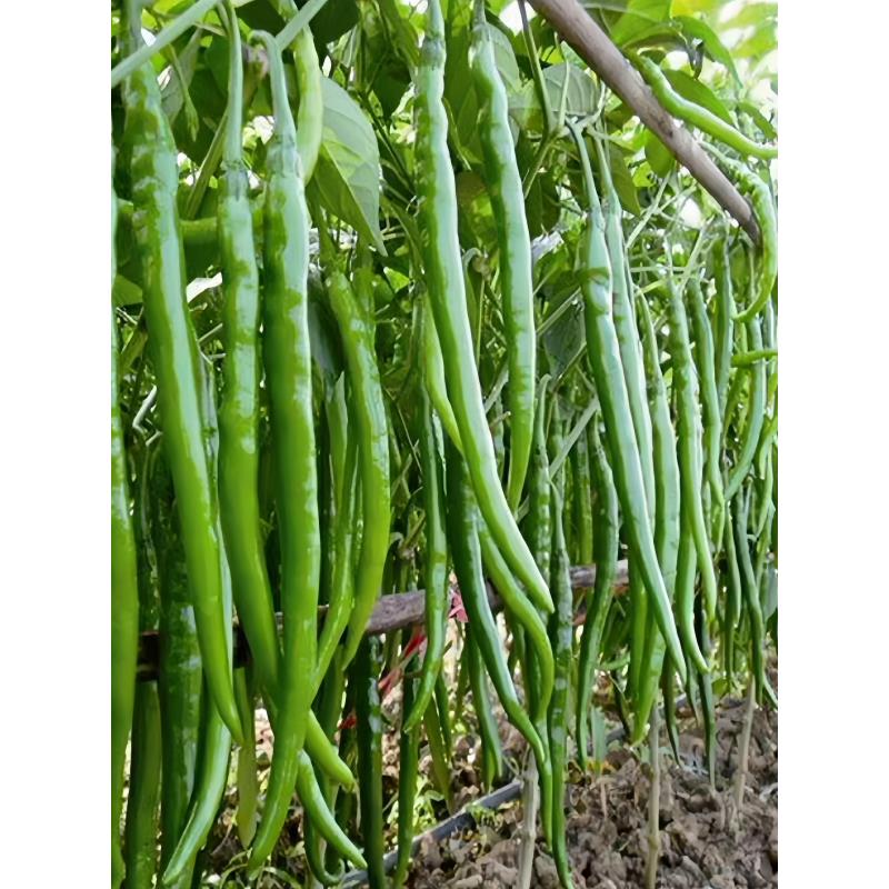 二荆条辣椒苗秧苗高产长线椒苗高产早熟穴盘苗四季阳台盆栽蔬菜苗 - 图0