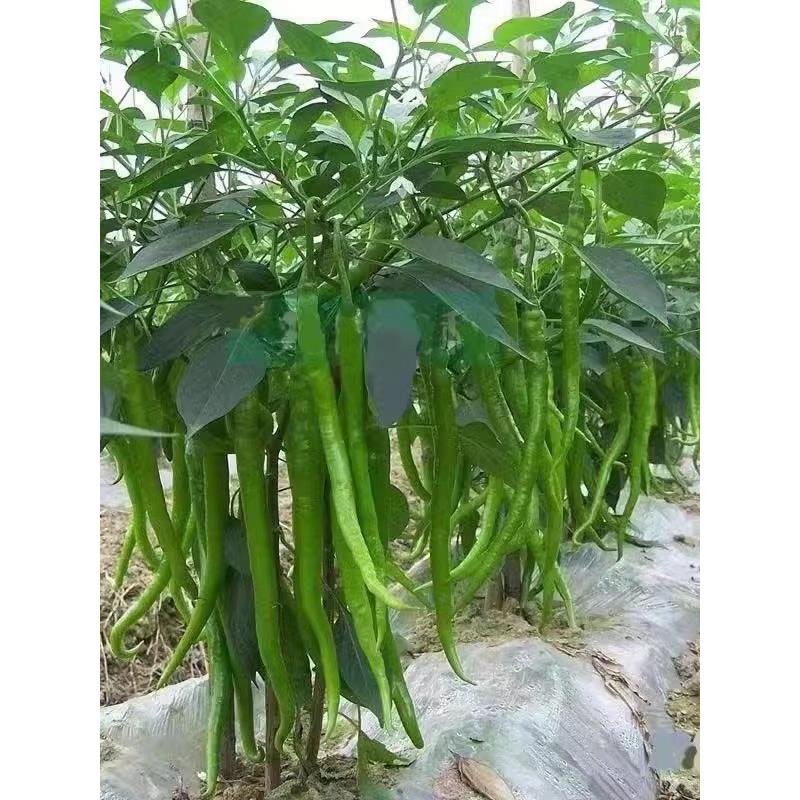 二荆条辣椒苗秧苗高产长线椒苗高产早熟穴盘苗四季阳台盆栽蔬菜苗 - 图1