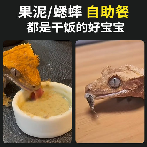 睫角守宫蜥蜴无毒网红宠物入门级爬宠活体温顺好养不咬人另类小宠 - 图0