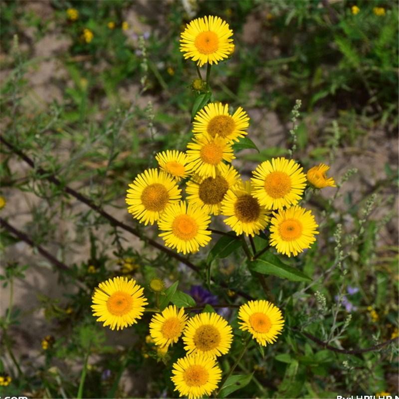 野菊花种子泡茶小菊花野生山菊花甘野菊白色黄色多年生菊花子籽-图0