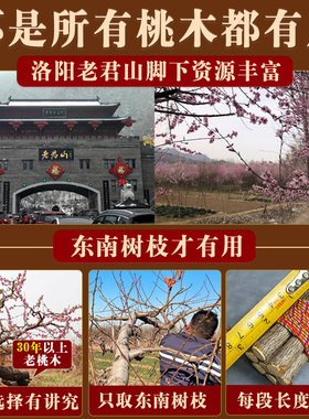 桃木枝棍七根五色线绳挂件