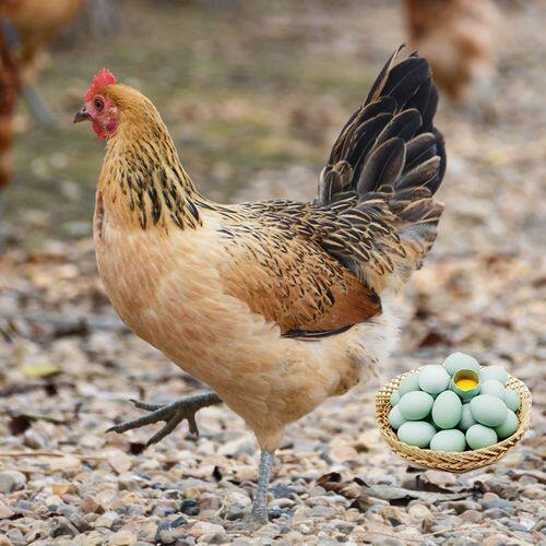 新洲“蛋鸡能量场”科技赋能孵出村庄复兴“金蛋”