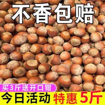 (Ultra Low Price) New Goods Large Hazelnut Northeast Wild Hazelnut Original Taste Fresh Mega Water Rind Nuts Wholesale