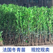 French Winter Green Hokkaido Miao Fence Wall Fry All Season Evergreen Courtyard Greenery Large Leafy Winter Qingmiao Coral Saplings