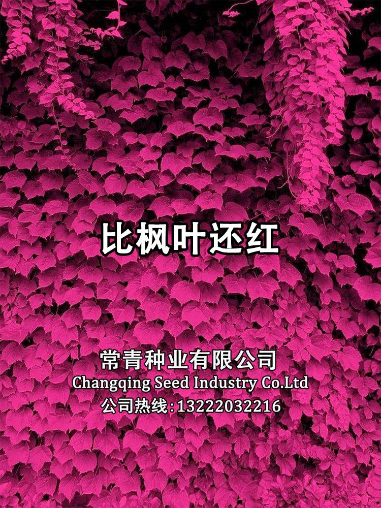 爬山虎种子孑四季爬墙虎苗爬藤植物爬墙虎种子三叶红色爬山虎树苗
