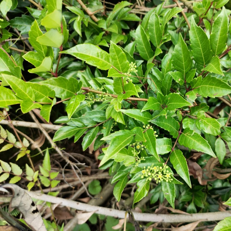 山里莓茶苗藤茶苗甘露茶显齿蛇葡萄藤叶新鲜现采包邮-图0