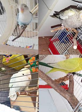 4pcs Pet Parrot Bird Standing Stick Wood Pole Bird