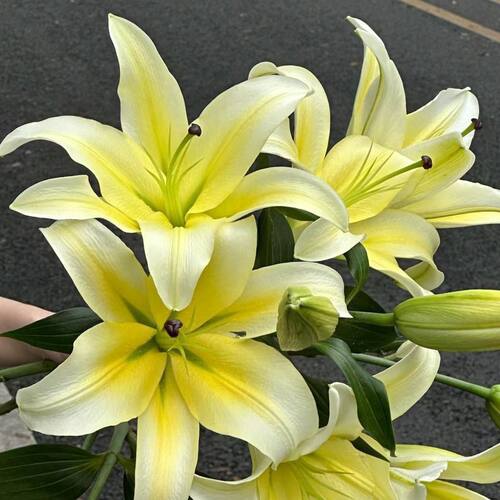 百合鲜花束云南基地直发康乃馨小雏菊香水家用养腊梅同城多头玫瑰 - 图0