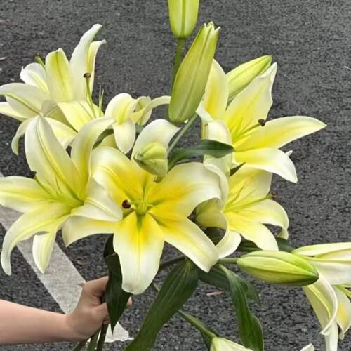 香水百合鲜花云南基地直发水培多头鲜切花花束插花插瓶多重瓣花卉 - 图1