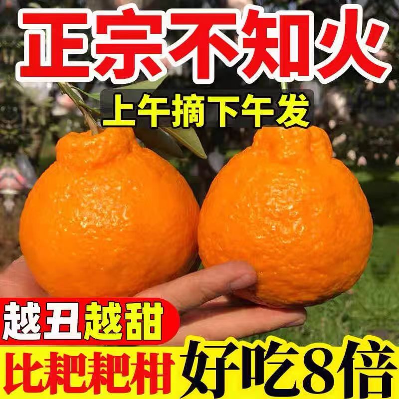 正宗四川不知火丑橘新鲜5斤整箱水果当季粑粑丑八怪柑橘耙耙桔子3 - 图1