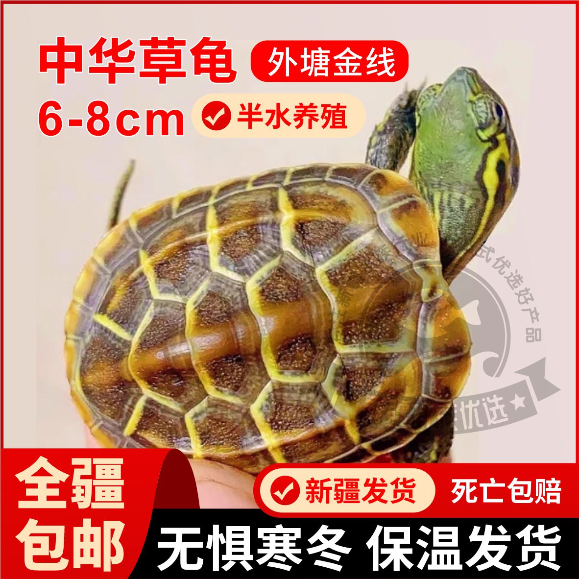 新疆包邮乌龟活体纯种深水龟淡水龟外塘混养家养小乌龟草龟火焰龟-图0