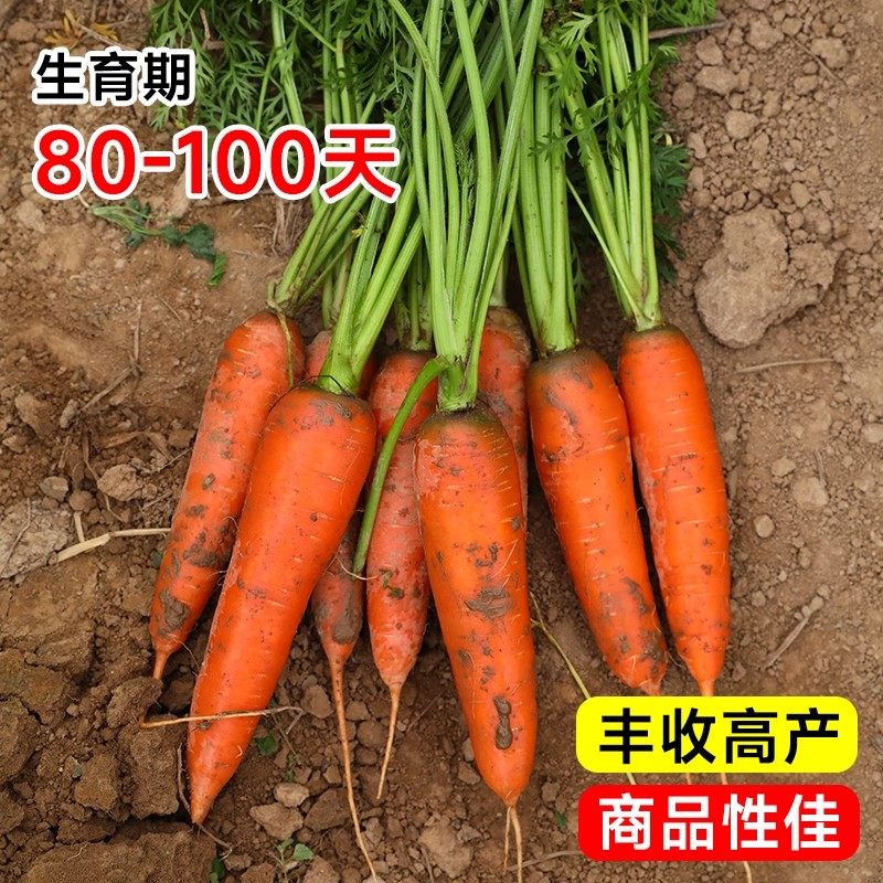 胡萝卜种子阳台盆栽老品种甜脆小萝卜四季水果种孑早熟高产蔬菜籽,淘宝优惠券,粉丝福利购,淘宝优惠卷