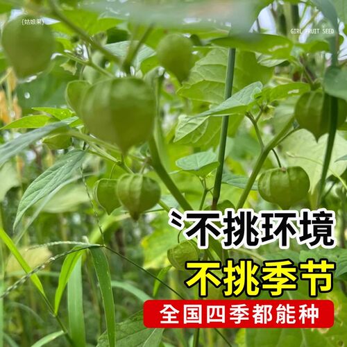 姑娘果种籽超甜特大果种子东北黄菇娘果阳台盆栽庭院奇异水果种孑 - 图2