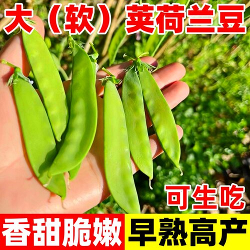 甜脆荷兰豆种子菜豌豆双花双夹高产耐寒农家自种秋冬季豆角菜种子 - 图0