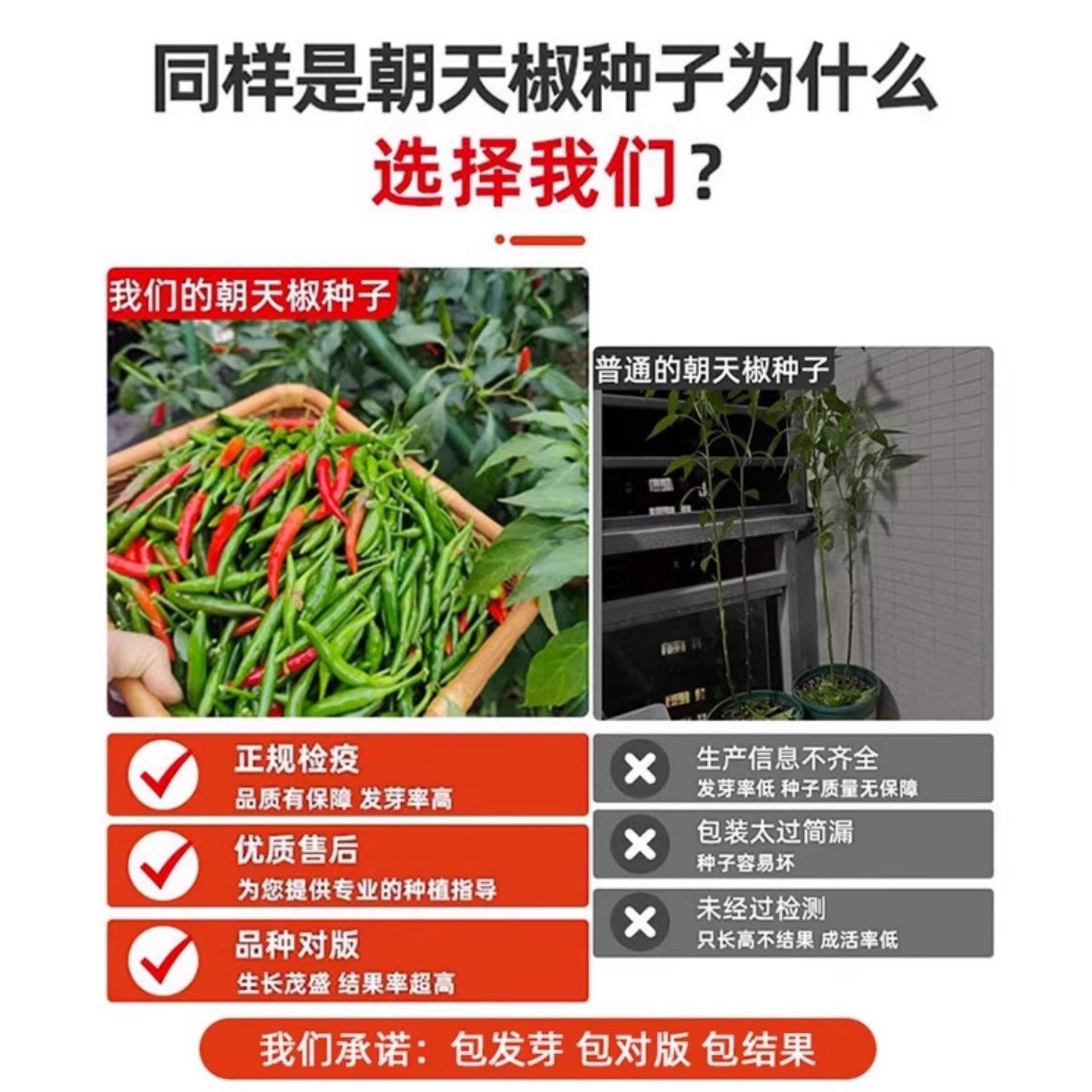 朝天椒种子超辣小米椒青椒早熟辣椒种籽阳台盆栽四季农家蔬菜种孑,淘宝优惠券,粉丝福利购,淘宝优惠卷